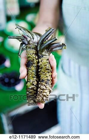 Japan, Kyoto, Nishiki market, wasabi roots. View Large Photo Image Stock Photo - Japan, Kyoto, Nishiki market, wasabi roots.. Fotosearch