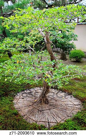 Japan, Kyoto, Shokokuji Temple, garden, tree,. View Large Photo Image Stock Image - Japan, Kyoto, Shokokuji Temple, garden, tree,.. Fotosearch