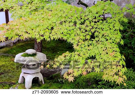 Japan, Kyoto, Tofukuji Temple, garden,. View Large Photo Image Stock Photography - Japan, Kyoto, Tofukuji Temple, garden,.. Fotosearch