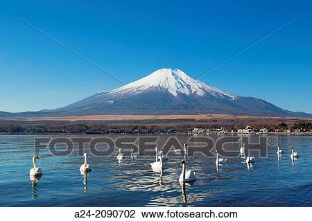 Japan, Lake Yamanaka, Swans and mount Fuji. View Large Photo Image Stock Image - Japan, Lake Yamanaka, Swans and mount Fuji.. Fotosearch