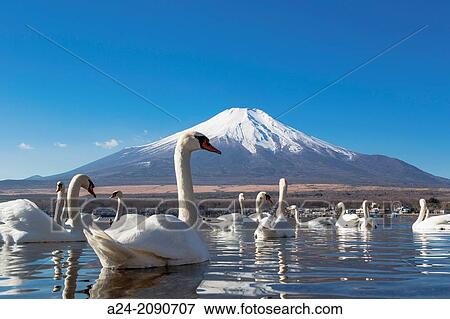 Japan, Lake Yamanaka, Swans and mount Fuji. View Large Photo Image Stock Photo - Japan, Lake Yamanaka, Swans and mount Fuji.. Fotosearch