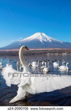 Japan, Lake Yamanaka, Swans and mount Fuji. View Large Photo Image Stock Photography - Japan, Lake Yamanaka, Swans and mount Fuji.. Fotosearch