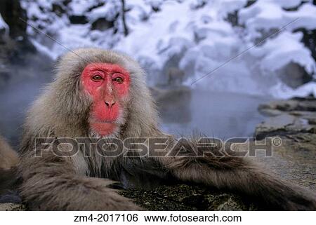 JAPAN, NEAR NAGANO, JIGOKUDANI, JAPANESE MACAQUES, SNOW MONKEY IN HOT SPRING. View Large Photo Image Stock Photograph - JAPAN, NEAR NAGANO, JIGOKUDANI, JAPANESE MACAQUES, SNOW MONKEY IN HOT SPRING.. Fotosearch