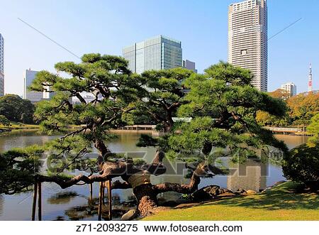 Stock Photography - Japan, Tokyo, Hama-rikyu Gardens, Shiodome skyline,.. Fotosearch