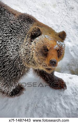 Japanese Brown Bear, Shiretoko National Park, Hokkaido, Japan View Large Photo Image Stock Image - Japanese Brown Bear, Shiretoko National Park, Hokkaido, Japan. Fotosearch