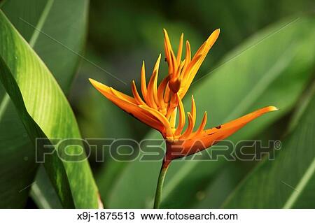 Stock Image - Japanese Canna Heliconia Psittacorum, asia. Fotosearch