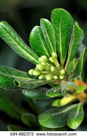 Stock Image - Japanese cheesewood (Pittosporum toriba). Turo del Putget park, Barcelona, Catalonia, Spain. Fotosearch