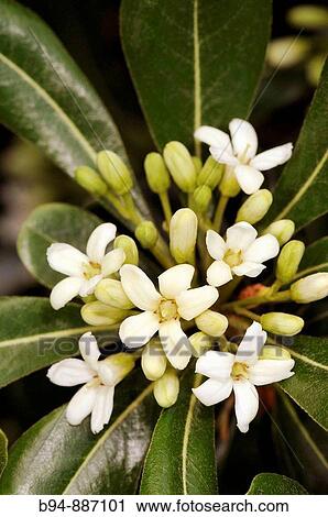 Japanese cheesewood (Pittosporum toriba). Turo del Putget park, Barcelona, Catalonia, Spain View Large Photo Image Stock Image - Japanese cheesewood (Pittosporum toriba). Turo del Putget park, Barcelona, Catalonia, Spain. Fotosearch