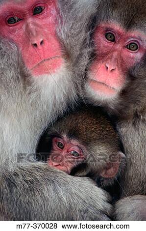 Japanese Macaque family (Macaca fuscata). Jigokudani, Honshu. Japan View Large Photo Image Stock Photo - Japanese Macaque family (Macaca fuscata). Jigokudani, Honshu. Japan. Fotosearch