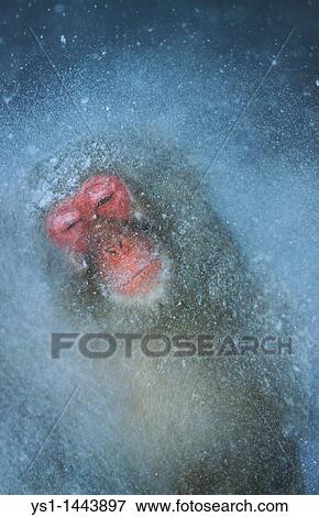 JAPANESE MACAQUE macaca fuscata, ADULT STANDING IN HOT SPRING WATER, HOKKAIDO ISLAND IN JAPAN View Large Photo Image Stock Photo - JAPANESE MACAQUE macaca fuscata, ADULT STANDING IN HOT SPRING WATER, HOKKAIDO ISLAND IN JAPAN. Fotosearch
