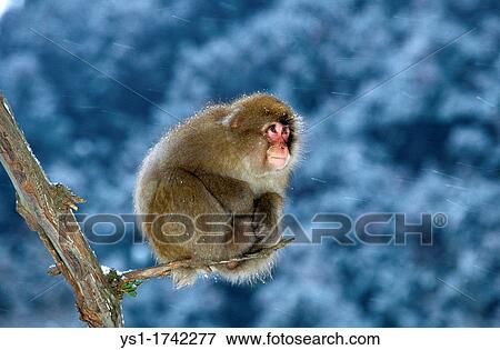 Japanese Macaque, macaca fuscata, Adult perched on Branch, Hokkaido Island in Japan View Large Photo Image Stock Photo - Japanese Macaque, macaca fuscata, Adult perched on Branch, Hokkaido Island in Japan. Fotosearch