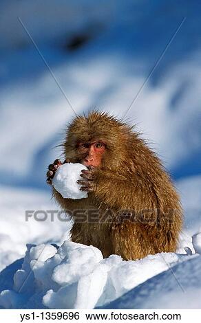 JAPANESE MACAQUE macaca fuscata, ADULT PLAYING WITH SNOW BALL, HOKKAIDO ISLAND IN JAPAN View Large Photo Image Stock Photograph - JAPANESE MACAQUE macaca fuscata, ADULT PLAYING WITH SNOW BALL, HOKKAIDO ISLAND IN JAPAN. Fotosearch