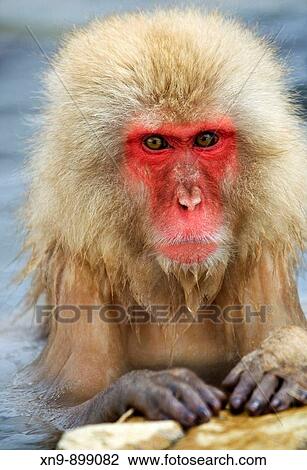 Stock Image - Japanese Macaque (Macaca fuscata), in the thermal spring, Jigokudani Yaen_koen, Nagano Prefecture, Japan.. Fotosearch