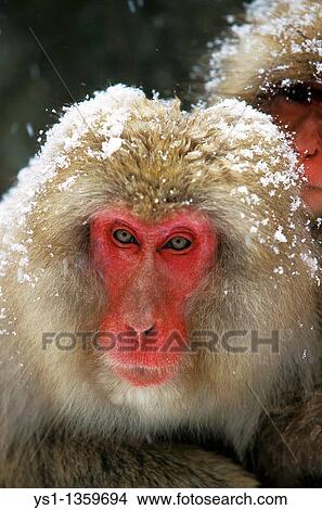 JAPANESE MACAQUE macaca fuscata, PORTRAIT OF ADULT COVERED IN SNOW, HOKKAIDO ISLAND IN JAPAN View Large Photo Image Picture - JAPANESE MACAQUE macaca fuscata, PORTRAIT OF ADULT COVERED IN SNOW, HOKKAIDO ISLAND IN JAPAN. Fotosearch