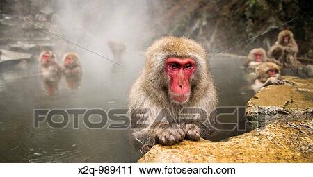Japanese Macaque Macaca fuscata snow monkey Nagano Japan View Large Photo Image Stock Image - Japanese Macaque Macaca fuscata snow monkey Nagano Japan. Fotosearch
