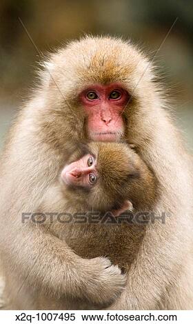 Japanese Macaque Macaca fuscata snow monkey Nagano Japan View Large Photo Image Stock Photography - Japanese Macaque Macaca fuscata snow monkey Nagano Japan. Fotosearch