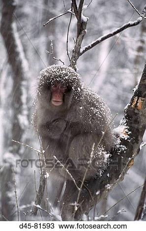 Japanese Macaque (Macaca fuscata). Shimokita, Japan View Large Photo Image Stock Image - Japanese Macaque (Macaca fuscata). Shimokita, Japan. Fotosearch