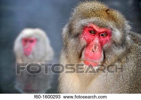 Japanese macaque, Macaca fuscata, Jigokudani Monkey Park, Joshinetsu Kogen National Park Yamanouchi, Shimotakai, Nagano, Japan View Large Photo Image Stock Image - Japanese macaque, Macaca fuscata, Jigokudani Monkey Park, Joshinetsu Kogen National Park Yamanouchi, Shimotakai, Nagano, Japan. Fotosearch