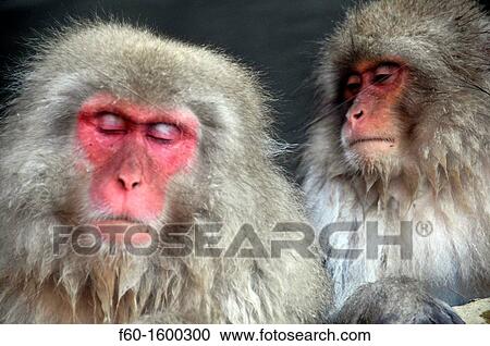 Japanese macaque, Macaca fuscata, Jigokudani Monkey Park, Joshinetsu Kogen National Park Yamanouchi, Shimotakai, Nagano, Japan View Large Photo Image Stock Image - Japanese macaque, Macaca fuscata, Jigokudani Monkey Park, Joshinetsu Kogen National Park Yamanouchi, Shimotakai, Nagano, Japan. Fotosearch