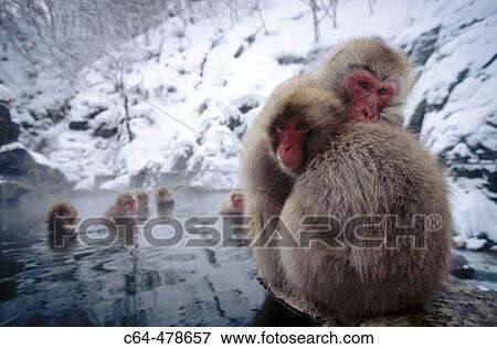 Japanese macaque (Macaca fuscata). Jigokudani. Joshinetsu National Park. Japan. View Large Photo Image Stock Photo - Japanese macaque (Macaca fuscata). Jigokudani. Joshinetsu National Park. Japan.. Fotosearch