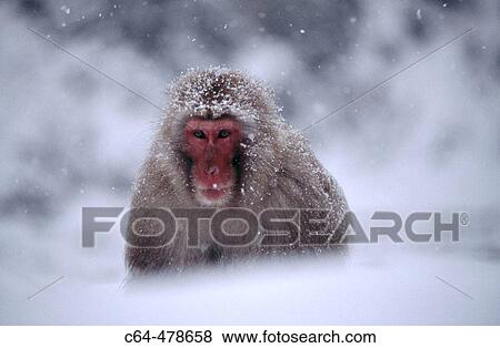 Japanese macaque (Macaca fuscata). Jigokudani. Joshinetsu National Park. Japan. View Large Photo Image Stock Photo - Japanese macaque (Macaca fuscata). Jigokudani. Joshinetsu National Park. Japan.. Fotosearch