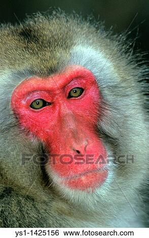 JAPANESE MACAQUE macaca fuscata, PORTRAIT OF ADULT, HOKKAIDO IN JAPAN View Large Photo Image Stock Photograph - JAPANESE MACAQUE macaca fuscata, PORTRAIT OF ADULT, HOKKAIDO IN JAPAN. Fotosearch
