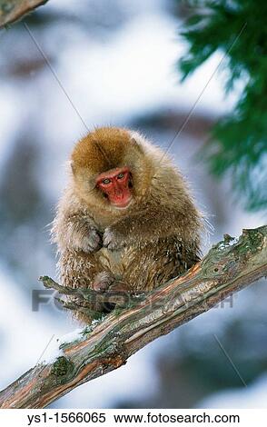 Japanese Macaque, macaca fuscata, Young standing on Branch, Hokkaido Island in Japan View Large Photo Image Stock Photography - Japanese Macaque, macaca fuscata, Young standing on Branch, Hokkaido Island in Japan. Fotosearch
