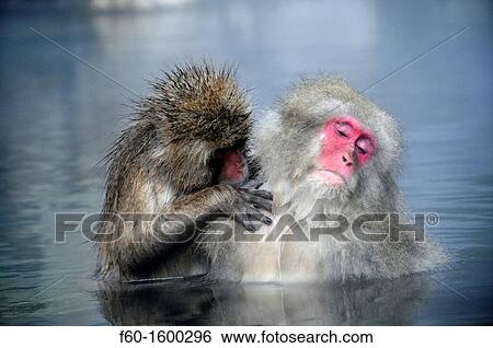 Japanese macaques, Macaca fuscata, in social grooming behavior inside natural thermal spring, Jigokudani Monkey Park, Joshinetsu Kogen National Park Yamanouchi, Shimotakai, Nagano, Japan View Large Photo Image Stock Photograph - Japanese macaques, Macaca fuscata, in social grooming behavior inside natural thermal spring, Jigokudani Monkey Park, Joshinetsu Kogen National Park Yamanouchi, Shimotakai, Nagano, Japan. Fotosearch