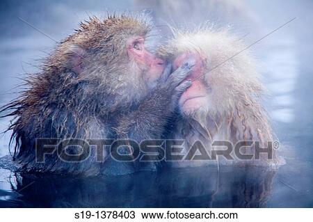 Japanese macaques (Macaca fuscata). Jigokudani Monkey Park, Nagano Prefecture, Japan View Large Photo Image Stock Image - Japanese macaques (Macaca fuscata). Jigokudani Monkey Park, Nagano Prefecture, Japan. Fotosearch