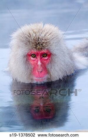 Japanese macaques (Macaca fuscata). Jigokudani Monkey Park, Nagano Prefecture, Japan View Large Photo Image Stock Image - Japanese macaques (Macaca fuscata). Jigokudani Monkey Park, Nagano Prefecture, Japan. Fotosearch