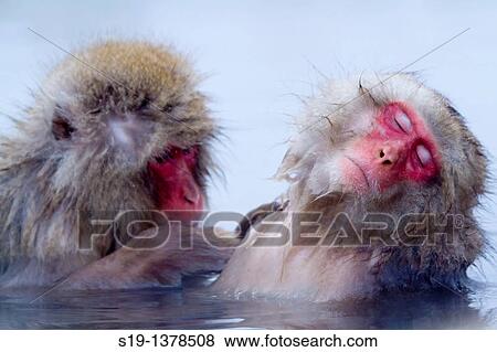 Stock Photo - Japanese macaques (Macaca fuscata). Jigokudani Monkey Park, Nagano Prefecture, Japan. Fotosearch