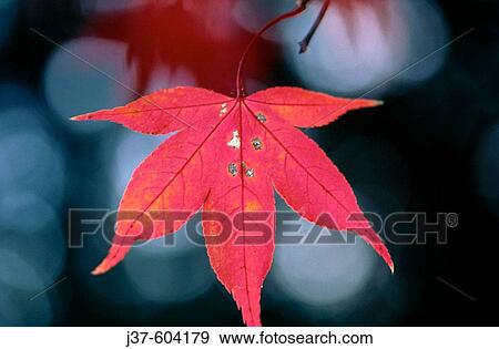 Japanese Maple (Acer palmatum). Japan View Large Photo Image Stock Photo - Japanese Maple (Acer palmatum). Japan. Fotosearch