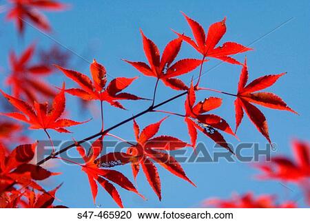 Stock Image - Japanese Maple. Acer palmatum. November 2005, Maryland, USA. Fotosearch