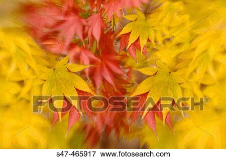Japanese Maple. Acer palmatum. November 2005, Maryland, USA View Large Photo Image Stock Photo - Japanese Maple. Acer palmatum. November 2005, Maryland, USA. Fotosearch