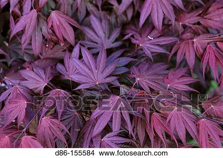 Japanese Maple (Acer palmatum) View Large Photo Image Picture - Japanese Maple (Acer palmatum). Fotosearch