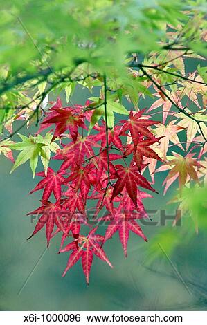 Stock Photograph - Japanese Maple Acer plamatum, leaves showing autumn colour, Germany. Fotosearch