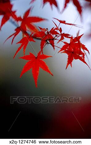 Japanese maple leaf Acer Japonicum branch at Kyoto Japan View Large Photo Image Stock Photograph - Japanese maple leaf Acer Japonicum branch at Kyoto Japan. Fotosearch