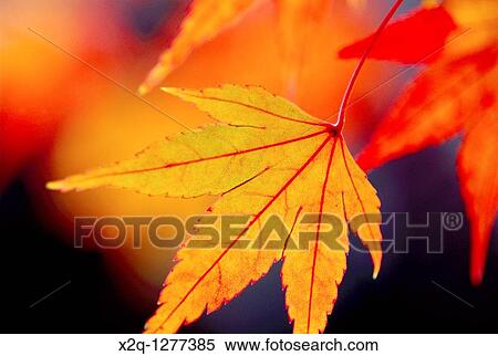 Japanese maple leaf Acer Japonicum branch at Kyoto Japan View Large Photo Image Stock Photography - Japanese maple leaf Acer Japonicum branch at Kyoto Japan. Fotosearch