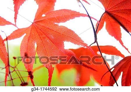 Japanese Maple Leaf View Large Photo Image Stock Image - Japanese Maple Leaf. Fotosearch
