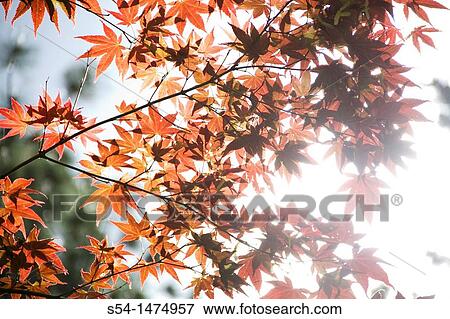 Japanese Maple leaves backlit. Acer palmatum View Large Photo Image Stock Photo - Japanese Maple leaves backlit. Acer palmatum. Fotosearch