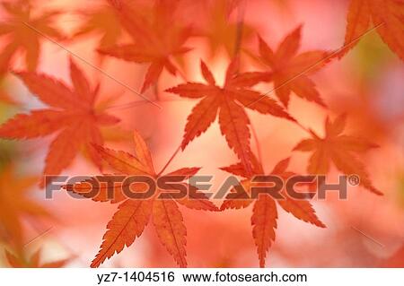 Japanese Maple leaves, Hakone, Japan View Large Photo Image Stock Photograph - Japanese Maple leaves, Hakone, Japan. Fotosearch