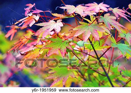 Stock Photo - Japanese Maple Tree leaves in London showing Autumn / Fall colours.. Fotosearch