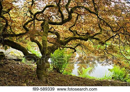 Japanese Maple with contorted trunk, from below with pond background (Acer palmatum? Dissectum? ). Kubota, Seattle, Washington. USA View Large Photo Image Stock Photo - Japanese Maple with contorted trunk, from below with pond background (Acer palmatum? Dissectum? ). Kubota, Seattle, Washington. USA. Fotosearch