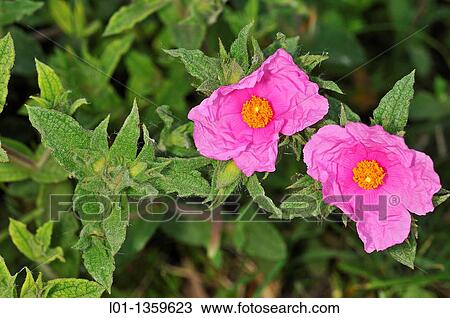 Jara Cistus crispus View Large Photo Image Stock Image - Jara Cistus crispus. Fotosearch