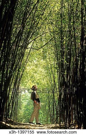 Stock Photography - Jardin de Balata Ile de la Martinique Departement et Region d? Outremer francais Archipel des Antilles Caraibes//Garden of Balata Martinique Island, overseas region of France, French West Indies, Caribbean Sea. Fotosearch