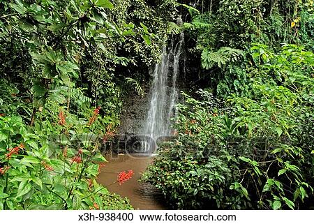 jardin de Mataoa, Tahiti, iles de la Societe, archipel de la Polynesie francaise, ocean pacifique sud View Large Photo Image Stock Image - jardin de Mataoa, Tahiti, iles de la Societe, archipel de la Polynesie francaise, ocean pacifique sud. Fotosearch