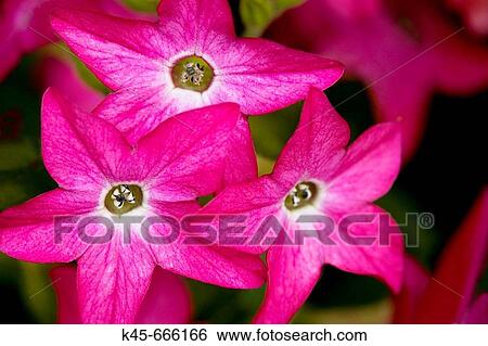 Jasmine Tobacco (Nicotiana Alata). Private garden in Cannon Beach. Northern Oregon coast, USA. View Large Photo Image Stock Photograph - Jasmine Tobacco (Nicotiana Alata). Private garden in Cannon Beach. Northern Oregon coast, USA.. Fotosearch