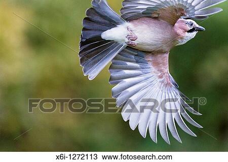 Jay Garrulus glandarius, in flight, Lower Saxony, Germany View Large Photo Image Stock Image - Jay Garrulus glandarius, in flight, Lower Saxony, Germany. Fotosearch