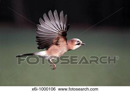 Jay Garrulus glandarius, in flight, Germany View Large Photo Image Stock Photograph - Jay Garrulus glandarius, in flight, Germany. Fotosearch