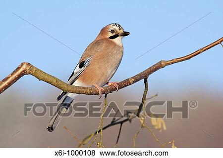 Jay Garrulus glandarius, perched on hazel nut branch, Germany View Large Photo Image Stock Photo - Jay Garrulus glandarius, perched on hazel nut branch, Germany. Fotosearch